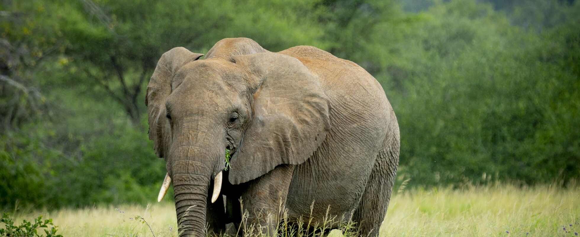 7-Day Responsible Wildlife Safari in Tanzania | Serengeti, Ngorongoro & Tarangire - 1