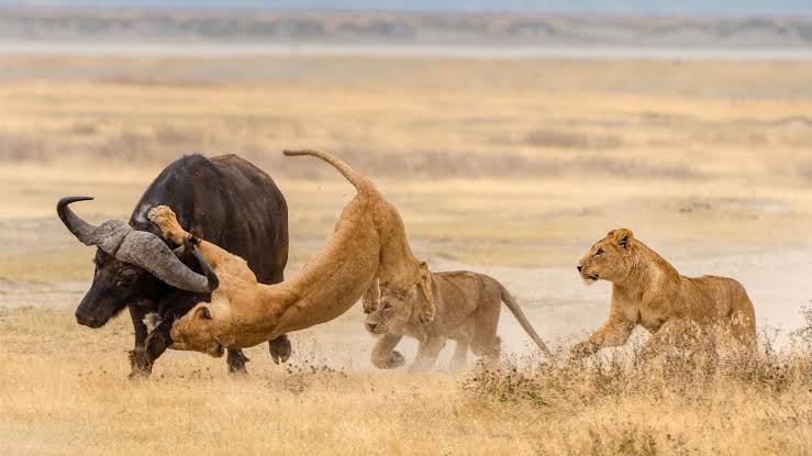 6-Day Extremely Impressive Tanzania Safari - 1