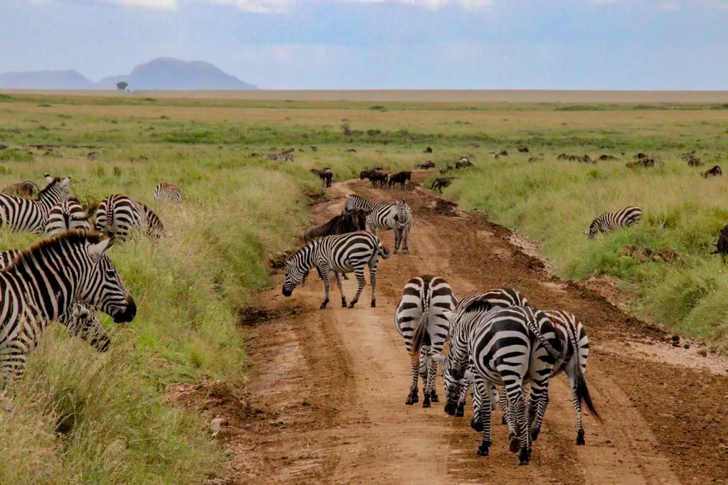 10-Day Premium Luxury Northern Tanzania Safari.
