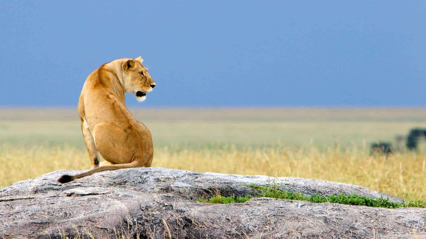 6-Day Explore The Northern Circuit (Luxury Safari) - 1