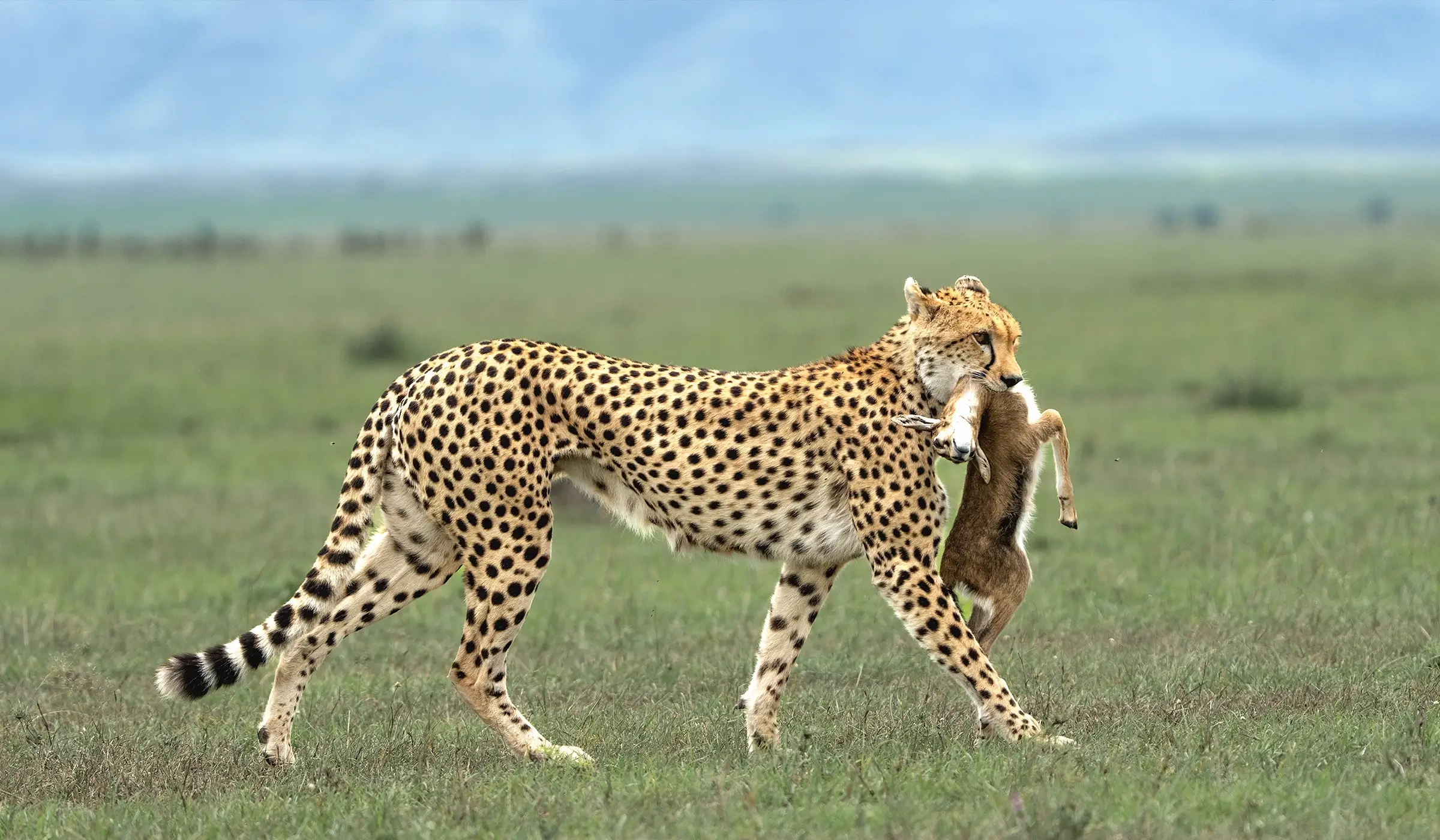 6-Day Ultimate Tanzania Safari Experience.