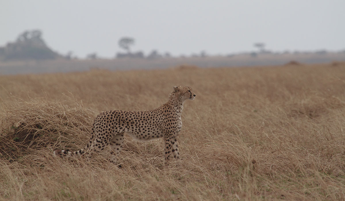 7-Day Luxury & Semi-Luxury African Safari & Great Migration Experience - 1