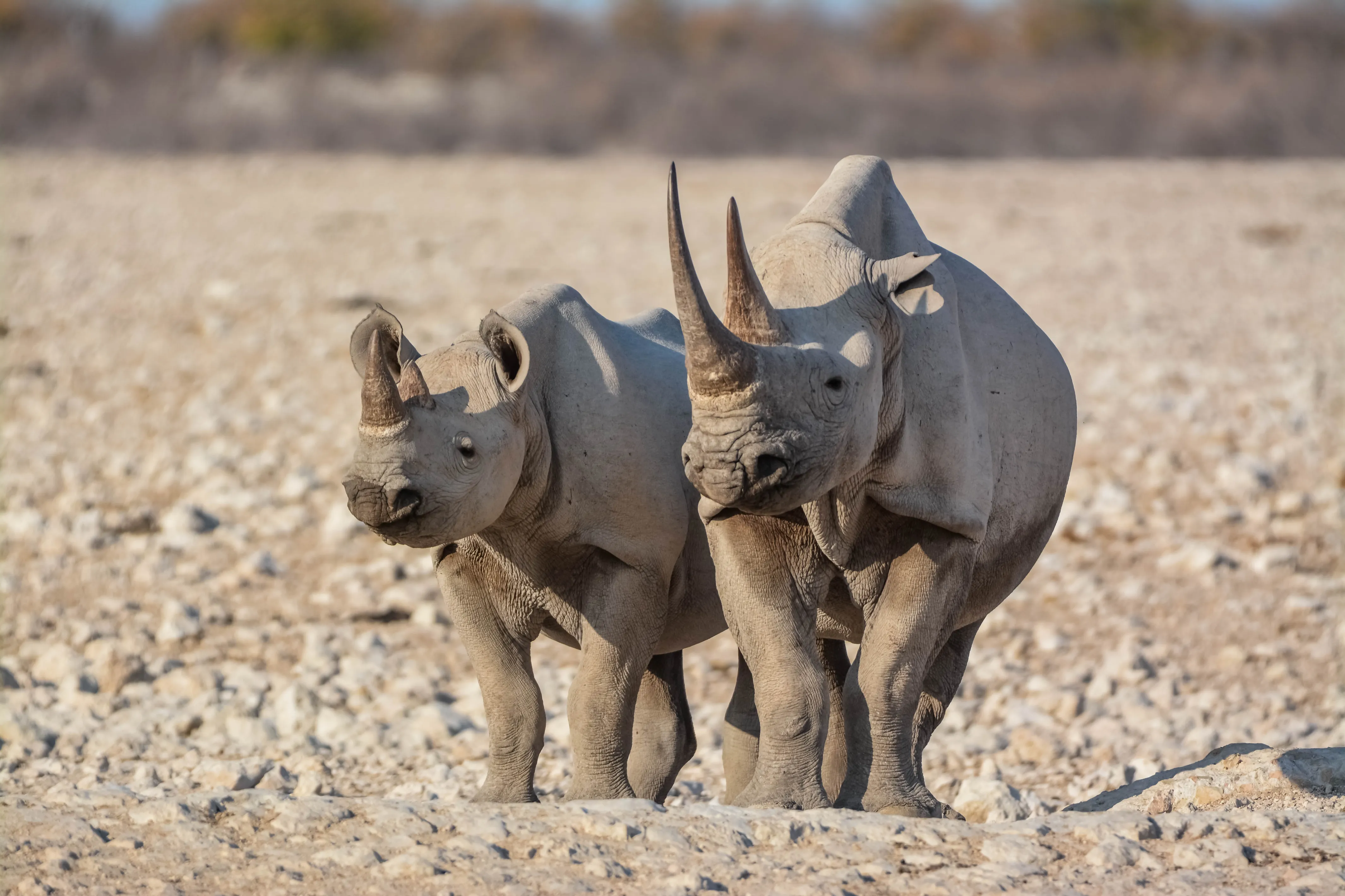 13天-纳米比亚最佳 - 4