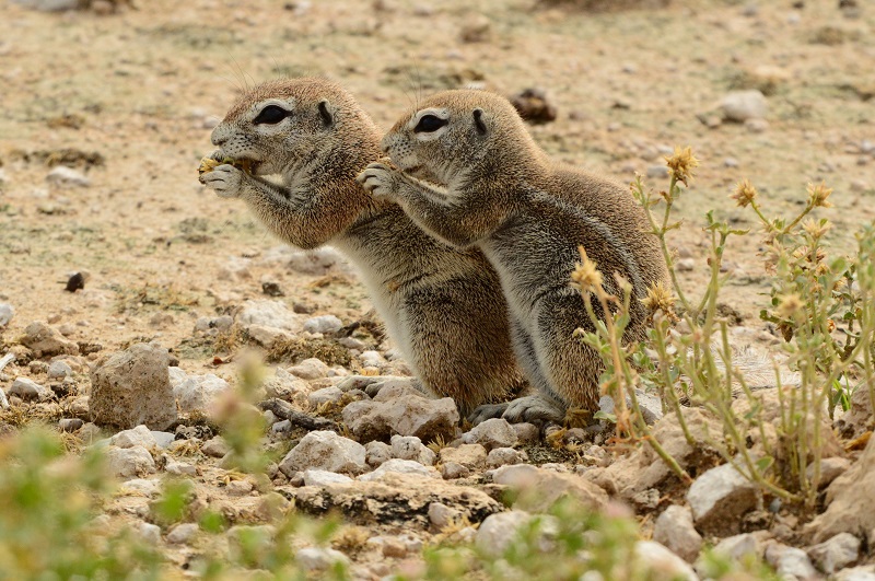 10天纳米比亚Safari亮点 - 2