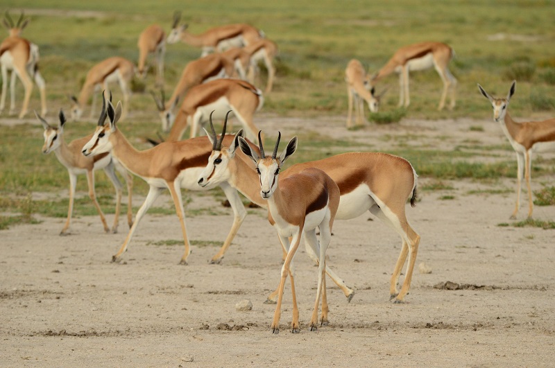 10天纳米比亚Safari亮点 - 3