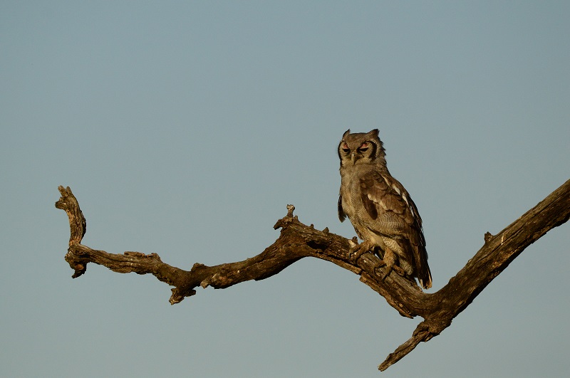 6日游-克鲁格国家公园-Magoebaskloof观鸟之旅 - 3