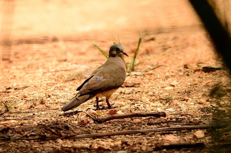 6日游-克鲁格国家公园-Magoebaskloof观鸟之旅 - 4