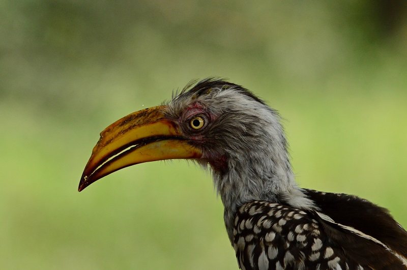 6日游-克鲁格国家公园-Magoebaskloof观鸟之旅 - 2