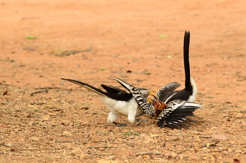 6日游-克鲁格国家公园-Magoebaskloof观鸟之旅 - 1