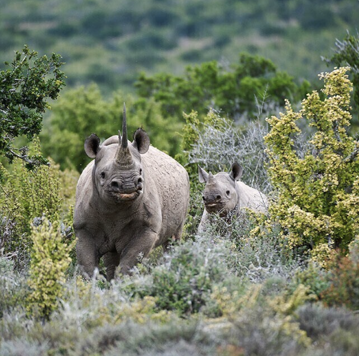 Kwandwe&Garden路线7天/6晚 - 1