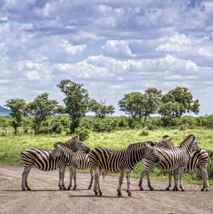 Karoo&kruger Park 7天/6晚 - 2