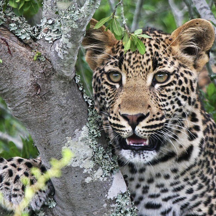 Kwandwe&Garden路线7天/6晚 - 2