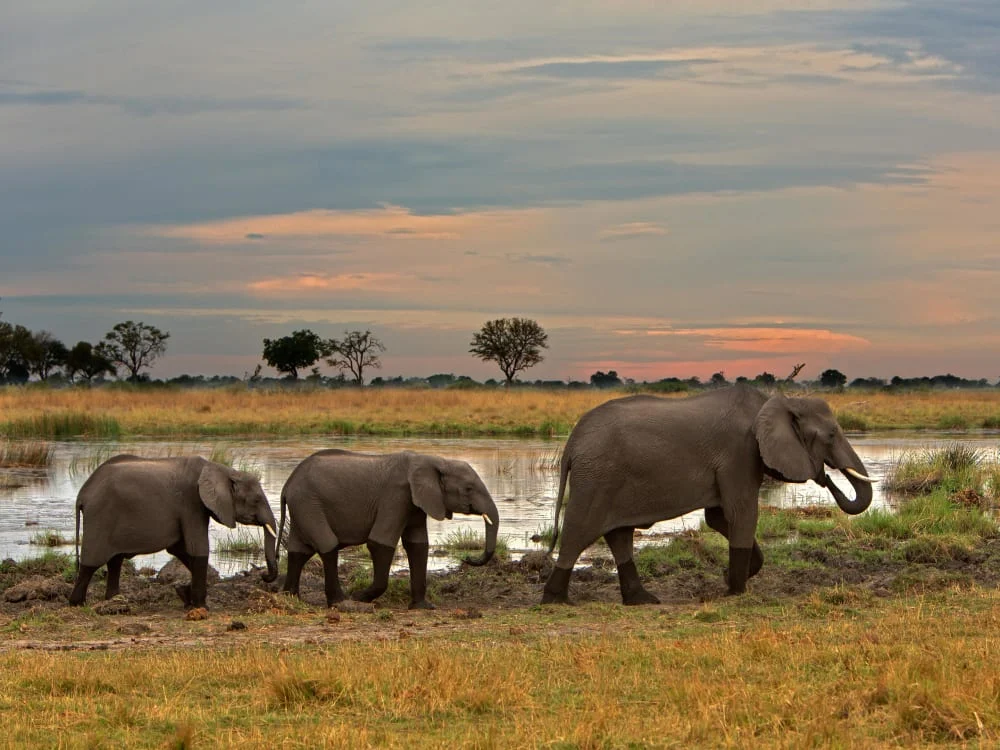 博茨瓦纳家庭Safari - 2