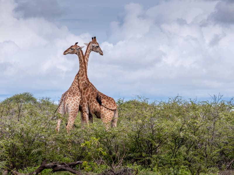 纳米比亚，乔贝和维多利亚瀑布家庭假日 - 2