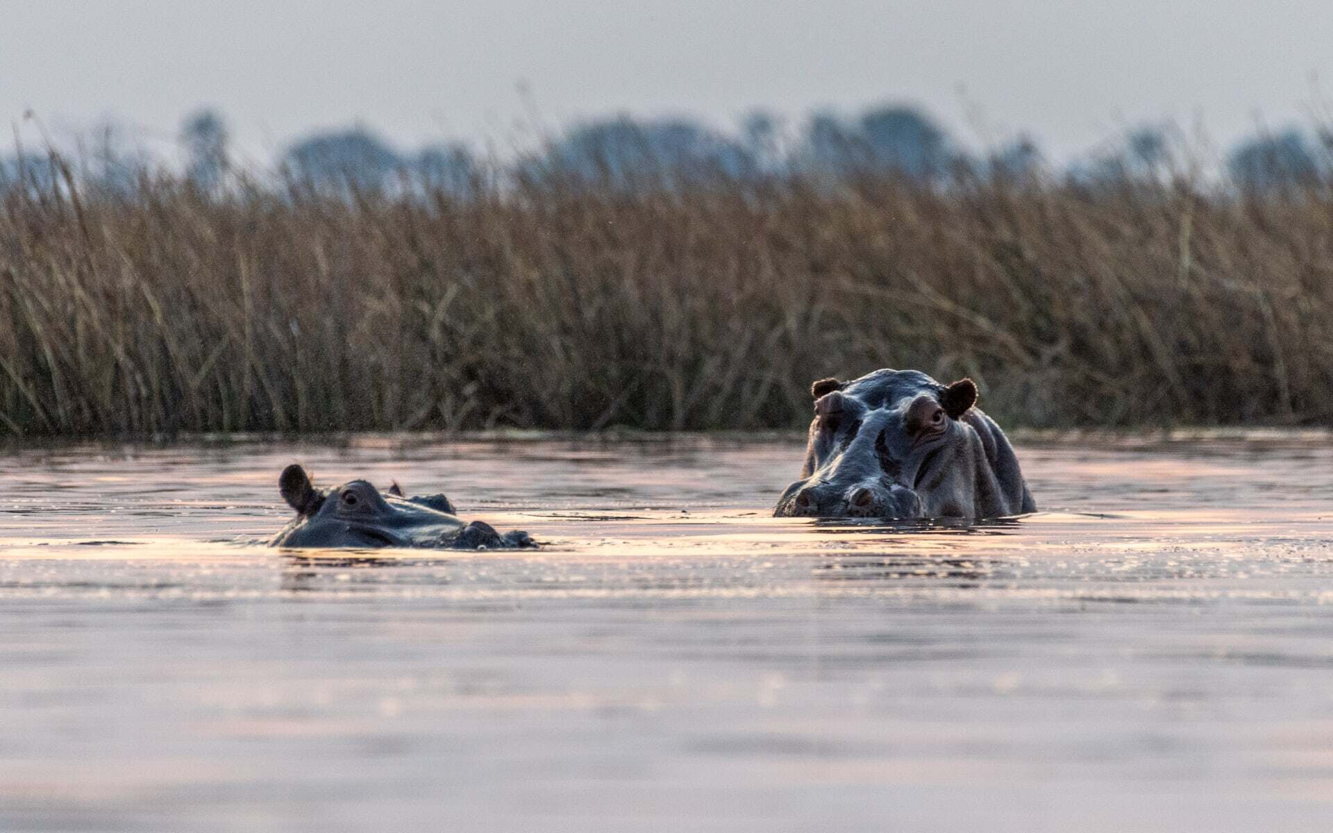 博茨瓦纳家庭Safari - 4