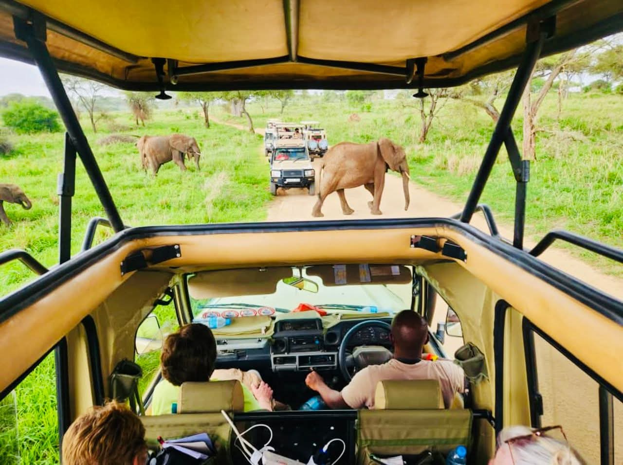 5天大迁徙从桑给巴尔飞来 - 1