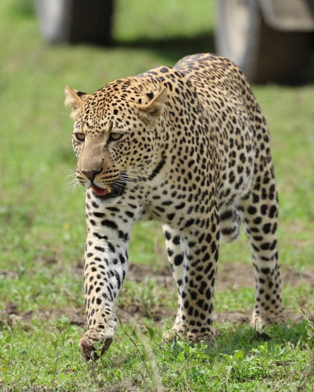 3天阿鲁沙公园漫步，Safari&Tarangire Park Gamedrive - 3