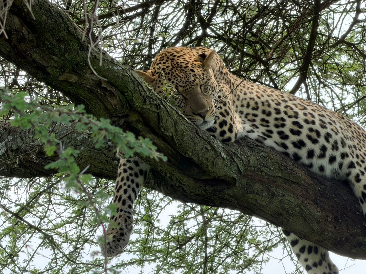 3天豪华Safari和马特鲁尼瀑布之旅 - 1