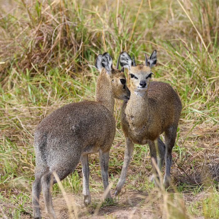 2天飞入飞出塞伦盖蒂平原Safari专家  - 4