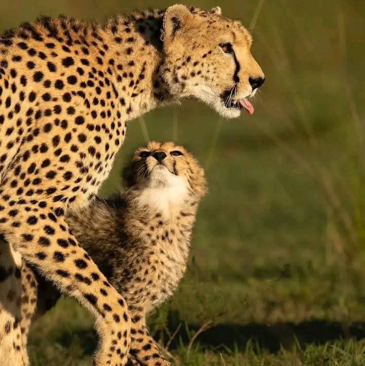 3天飞-在坦桑尼亚北部Safari从桑给巴尔 - 1