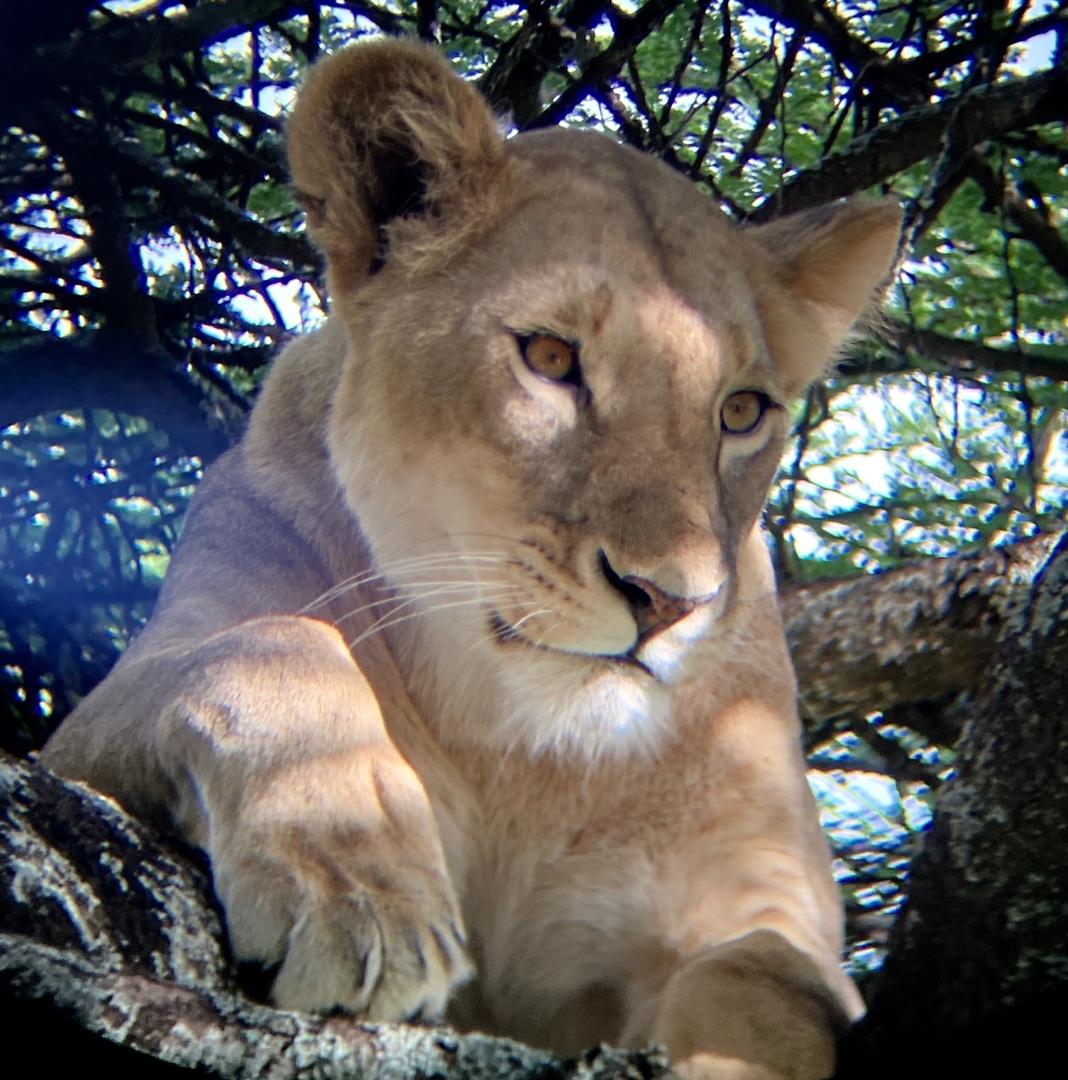 2天私人豪华Safari从桑给巴尔 - 1