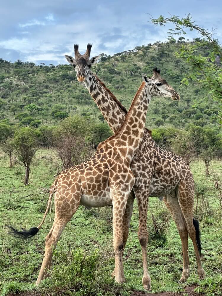 5天大迁徙从桑给巴尔飞来 - 3