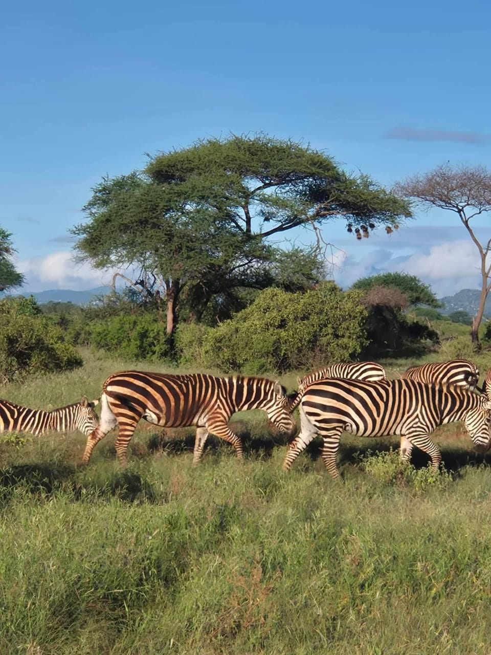 5天大迁徙从桑给巴尔飞来 - 4