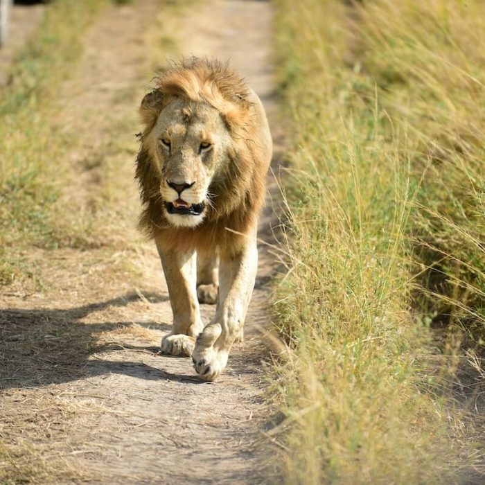 Tarangire、Ngorongoro&Manyara 4天高端Safari - 4