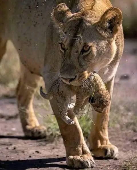 3天飞-在坦桑尼亚北部Safari从桑给巴尔 - 4