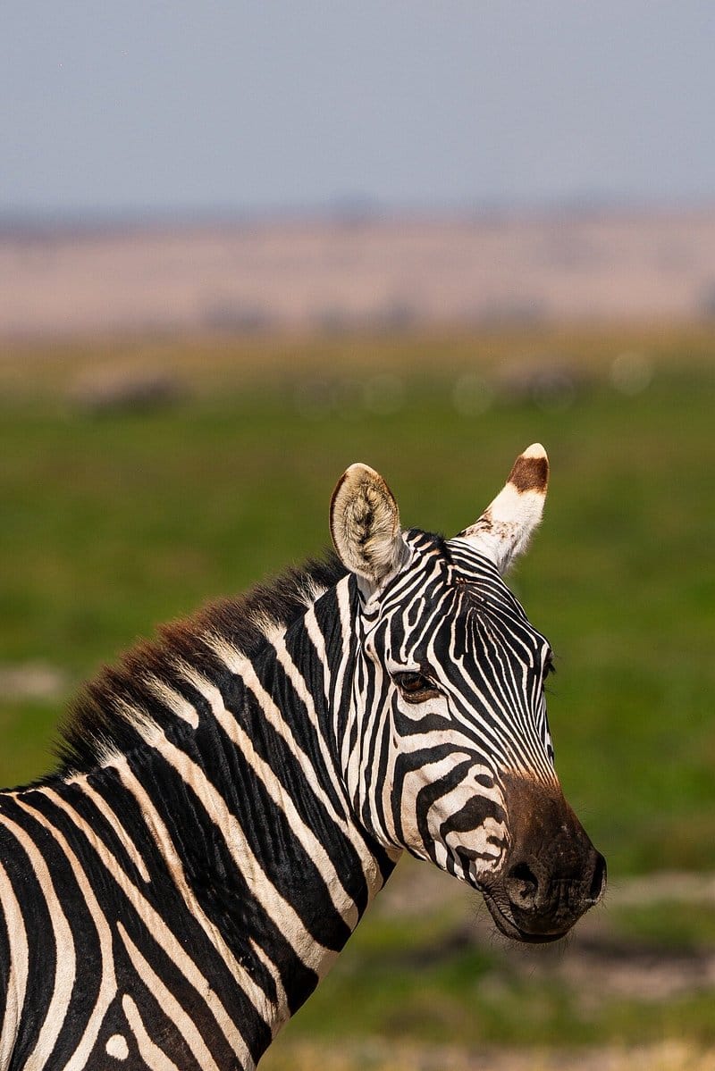 4天往返塔兰吉雷、塞伦盖蒂平原和恩戈罗恩戈罗 - 4
