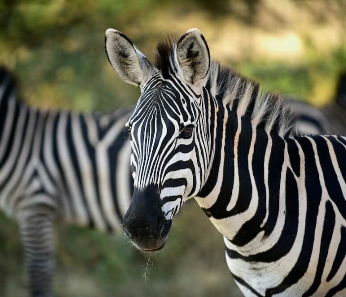 3天豪华SafariTarangire， Ngorongoro&Manyara之旅 - 4