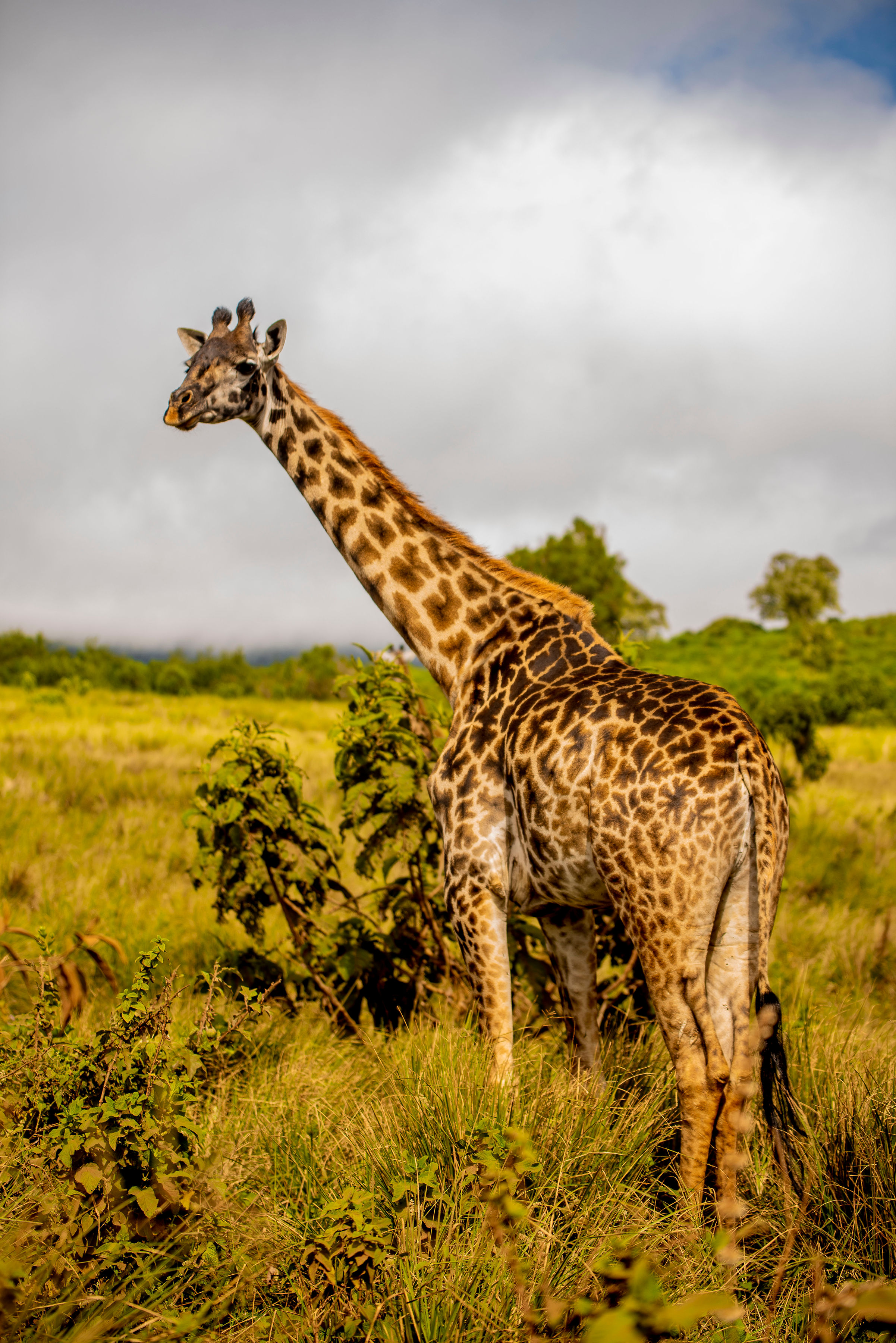 2天在坦桑尼亚Safari - 4