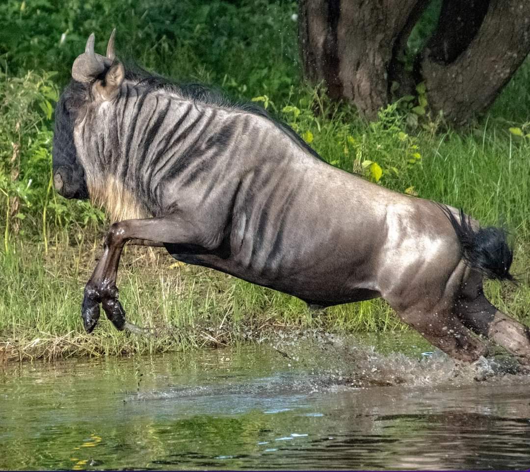 3天私人豪华Safari塞伦盖蒂平原 - 4
