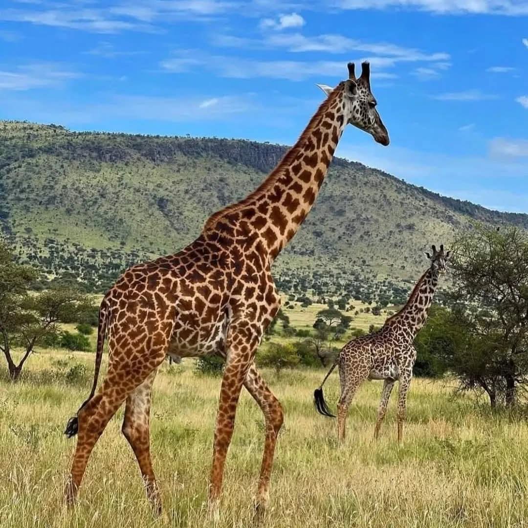 4天往返塔兰吉雷、塞伦盖蒂平原和恩戈罗恩戈罗 - 2