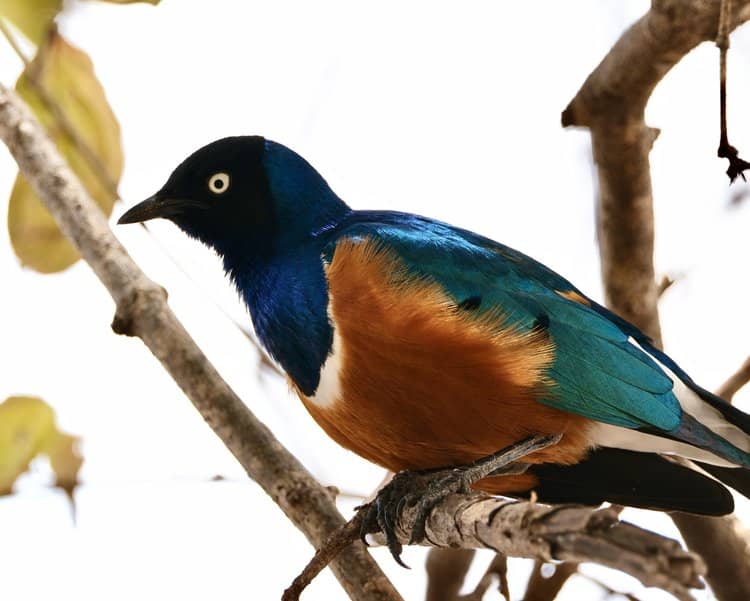  Lake Manyara Serena Safari Lodge