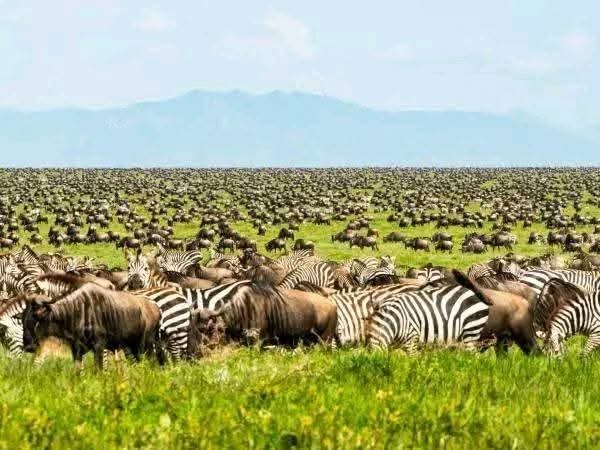 4天坦桑尼亚Safari豪华住宿 - 2