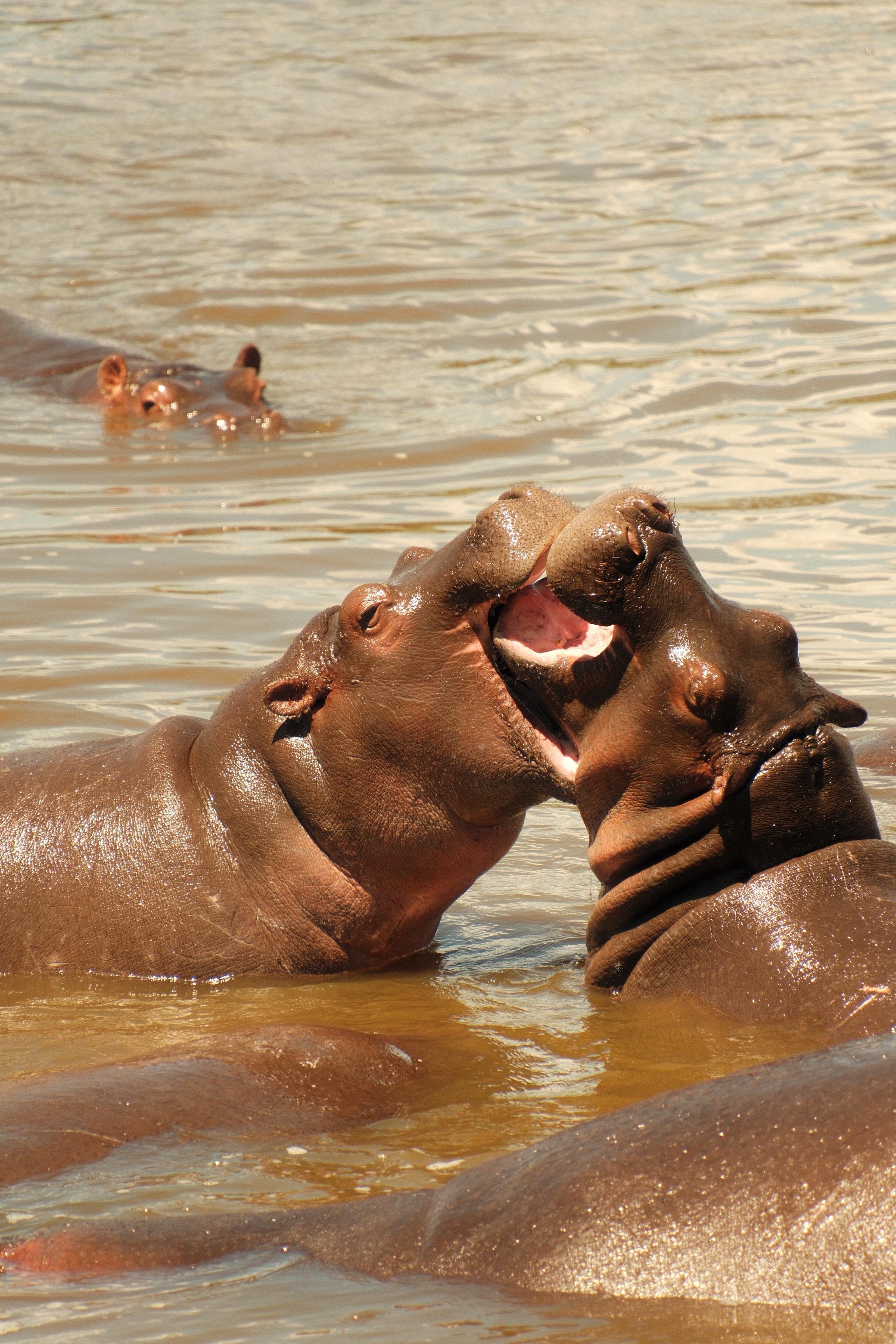 3天豪华Safari和马特鲁尼瀑布之旅 - 4