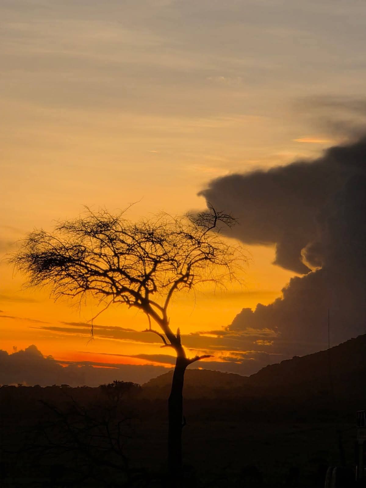 2天Tarangire Ngorongoro豪华飞行进出Safari - 3