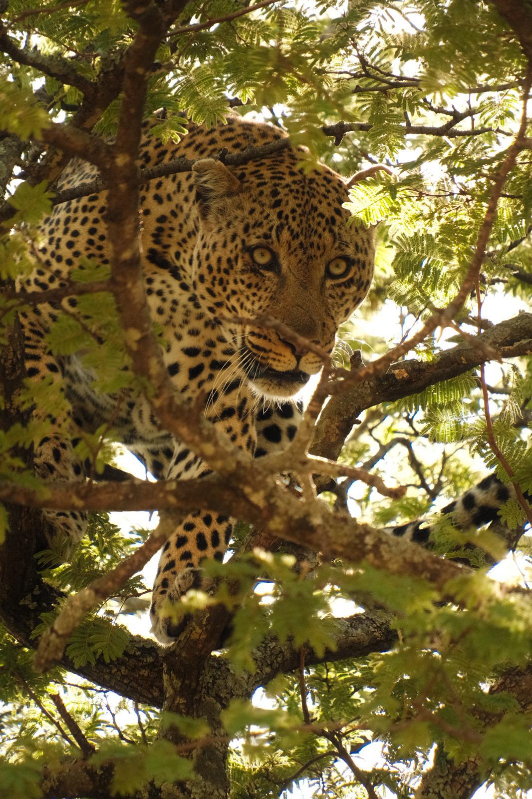 3天豪华Safari和马特鲁尼瀑布之旅 - 3