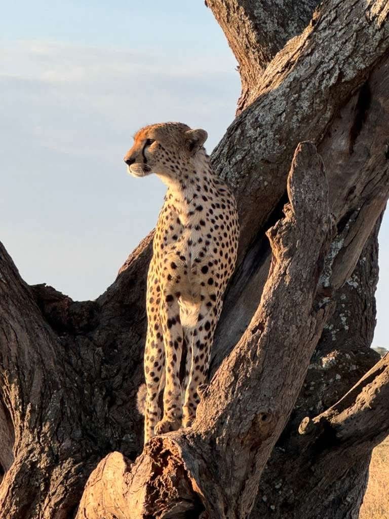 3天飞塞伦盖蒂平原和恩戈罗恩戈罗露营Safari - 4