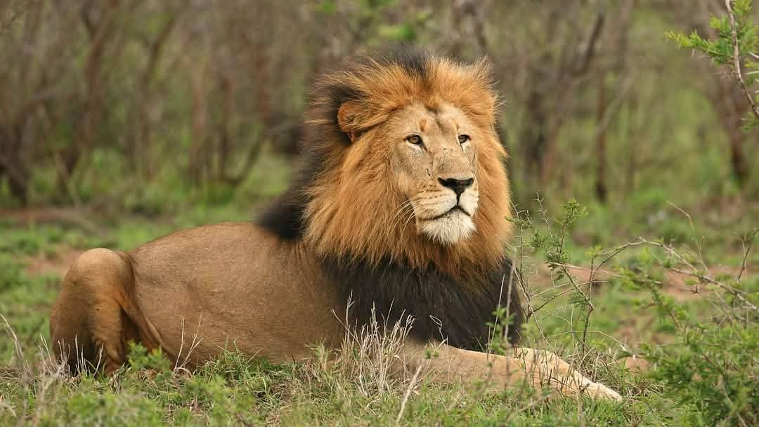 2天Tarangire Ngorongoro豪华飞行进出Safari - 4