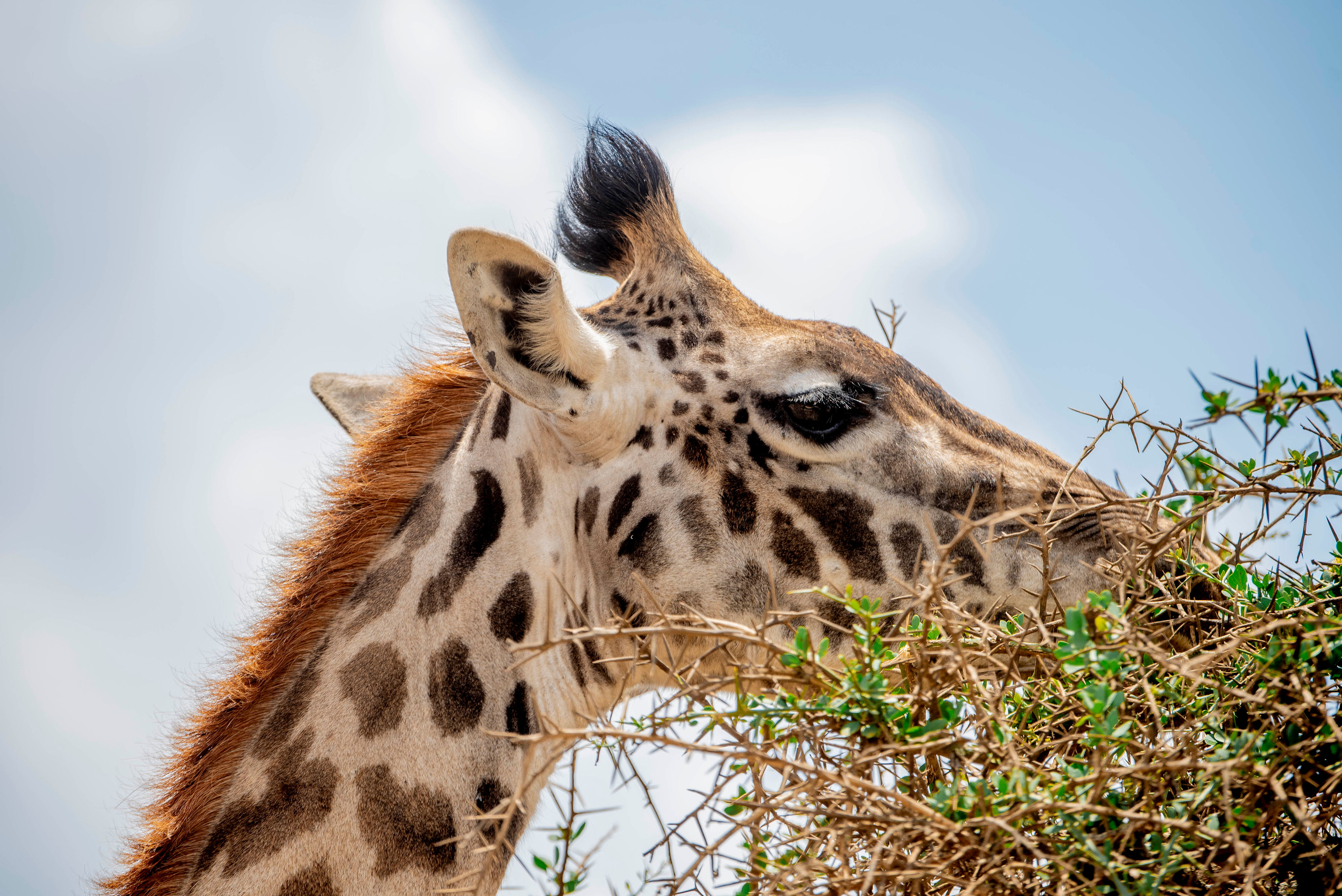 5天豪华Safari塔兰吉雷、塞伦盖蒂平原和恩戈罗恩戈罗 - 3