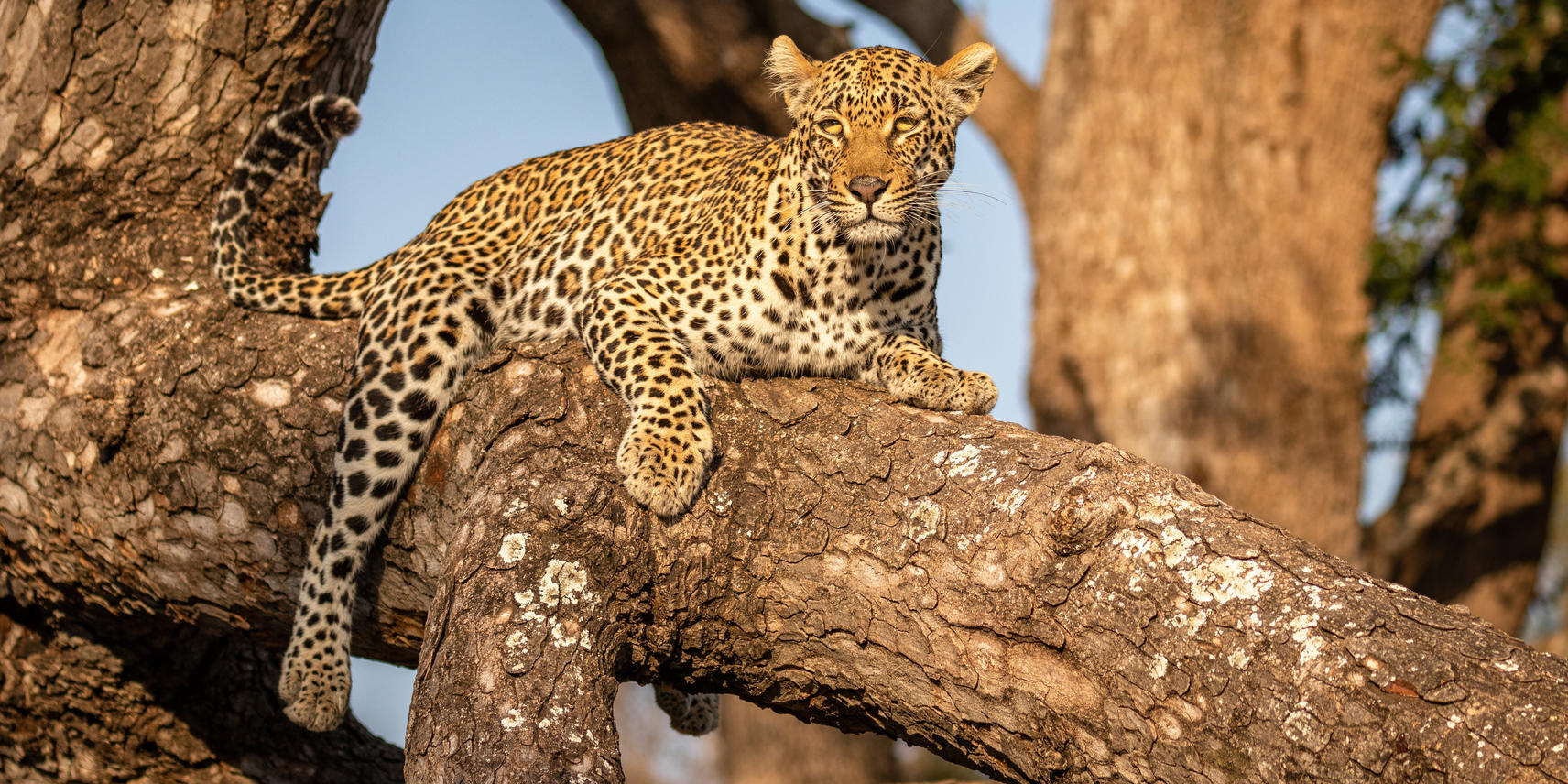 时长：7天开普敦&萨比沙 - 1