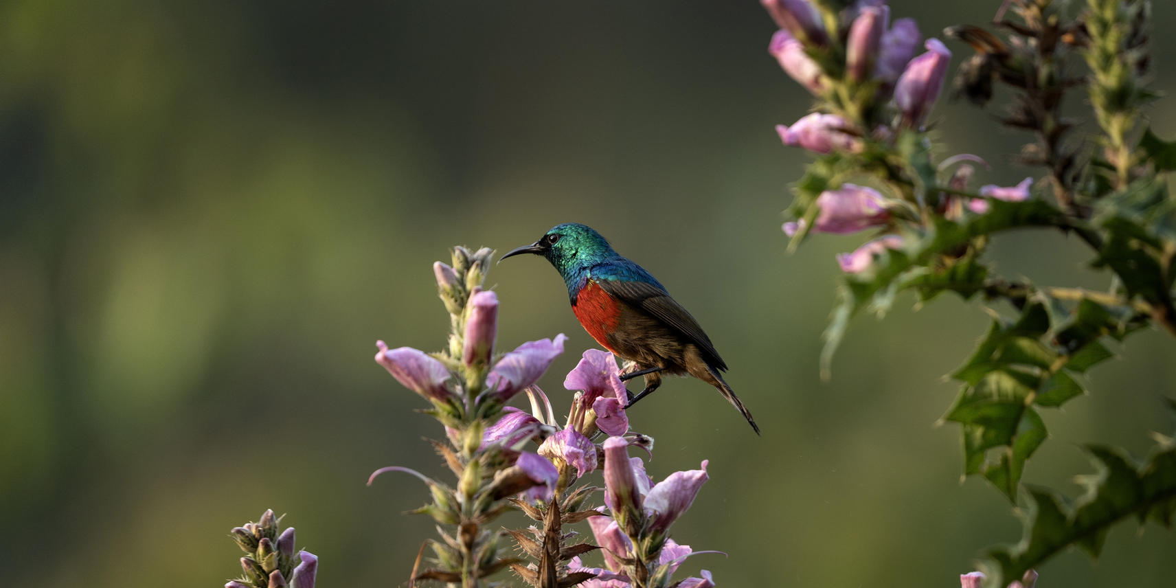 4天-大猩猩Safari - 3