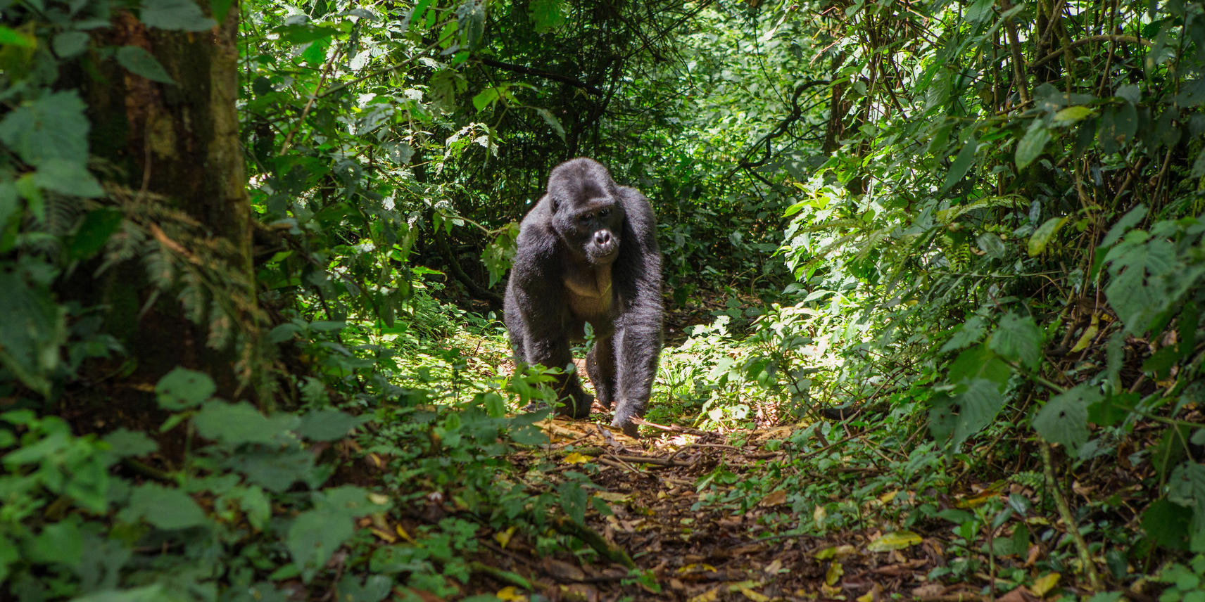 4天-大猩猩Safari - 1