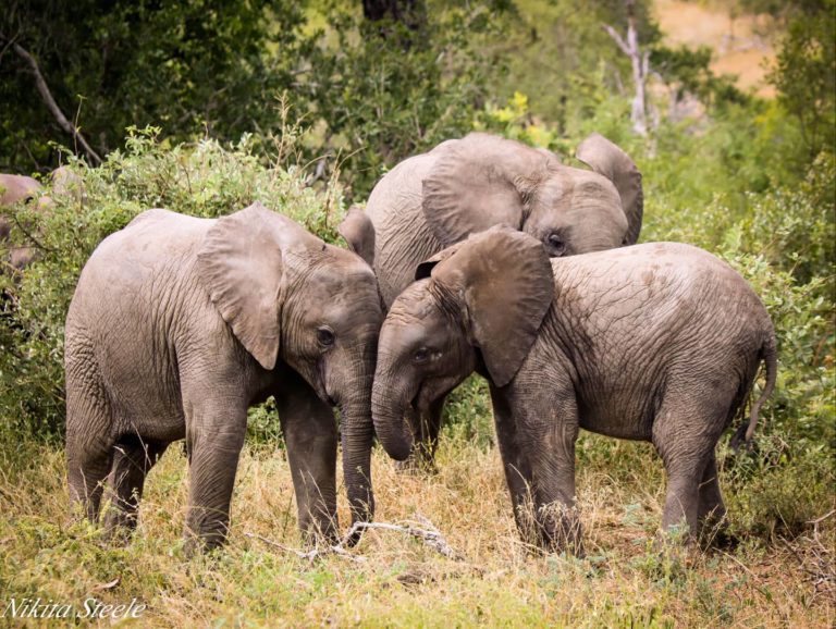 3天最佳经济型克鲁格公园Safari - 3