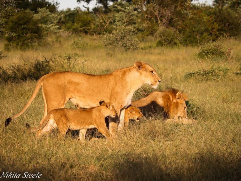 3天最佳经济型克鲁格公园Safari - 4
