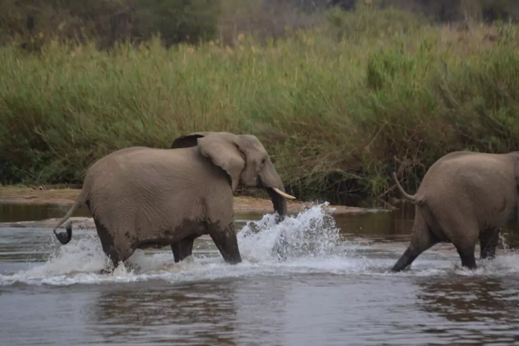 3天最佳经济型克鲁格公园Safari - 2