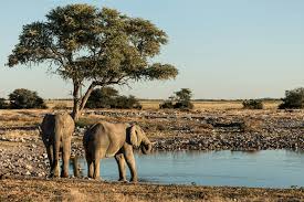 6-Day Sossusvlei, Swakopmund & Etosha National Park Lodging Safari