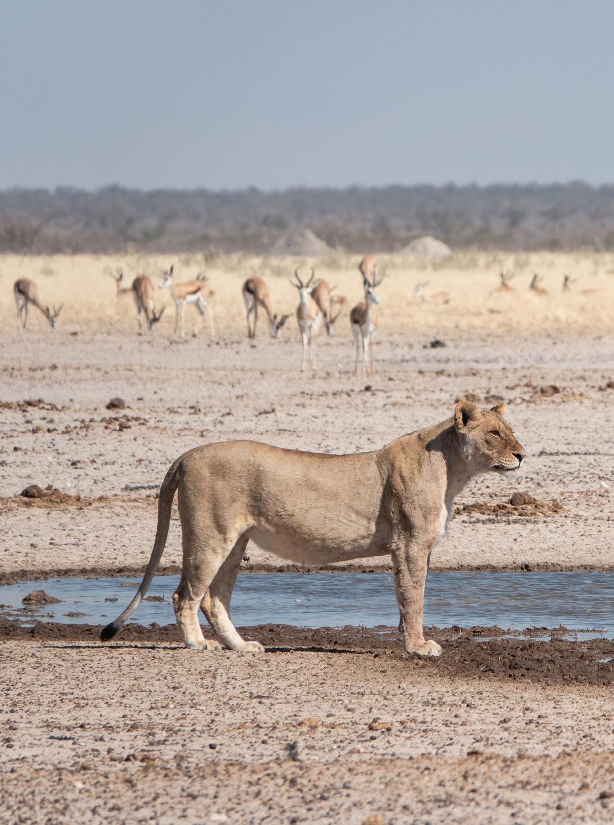 8天纳米比亚亮点：索苏斯维莱、斯瓦科普蒙德、Twyfelfontein&Etosha NP（住宿Safari） - 1